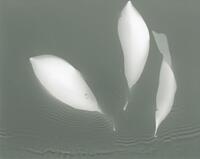 佐野陽一《みなそこ（フォトグラム習作）》2015年